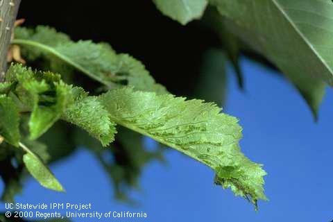 Foliage affected by cherry rasp leaf.