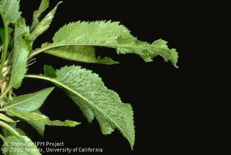 A cherry leaf with an enation (rasp, photo top), a leaflike growth, along the midvein on the underside of the leaf caused by infection with <i>Cherry rasp leaf virus</i>.