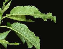 Enation or rasp (photo top), a leaflike growth, along the midvein on the underside of the leaf caused by infection with Cherry rasp leaf virus.