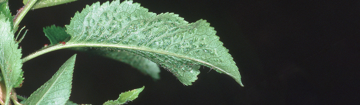 Enations--leaflike growths from midvein, caused by cherry rasp leaf virus.