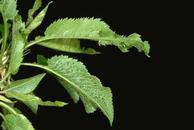 Cherry rasp leaf (virus)