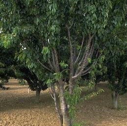 Cherry tree with the lower part of limbs bare of leaves because Cherry rasp leaf virus prevented lower limbs from developing leaf buds.