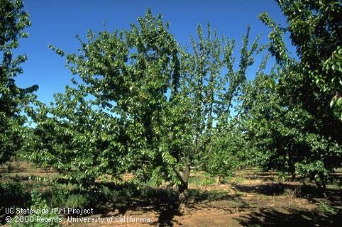 Sparse foliage on one side of tree affected by cherry stem pitting.