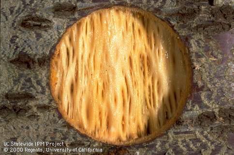 Trunk damaged by cherry stem pitting.