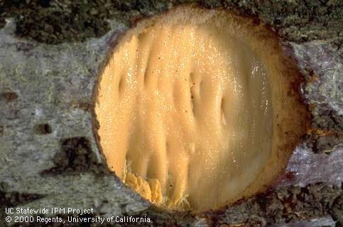 Trunk damaged by cherry stem pitting.