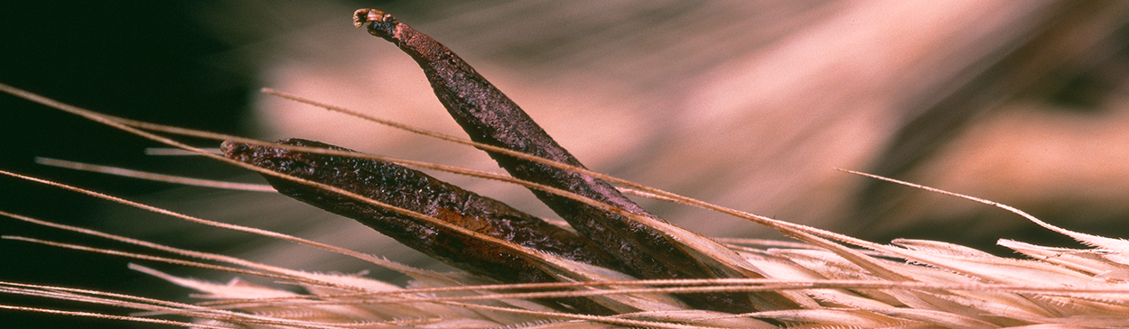 Grain or grain head damaged by ergot.