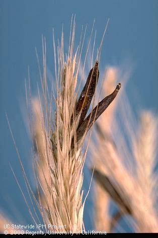 Grain or grain head damaged by ergot.