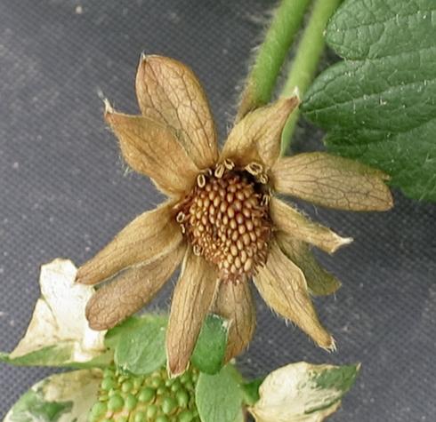 Strawberry petals turned brown and dry and a brown, dry, young fruit killed by anthracnose, <i>Colletotrichum acutatum</i>.