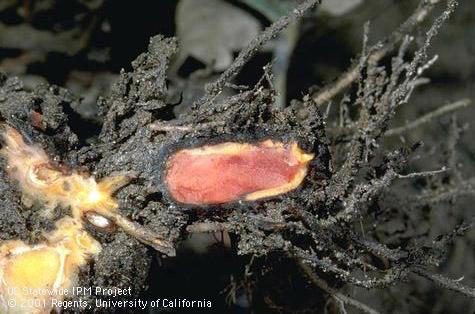 Strawberry crown tissue discolored by anthracnose, <i>Colletotrichum acutatum.</i>.