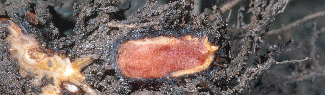 Strawberry crown tissue discolored by anthracnose, Colletotrichum acutatum.