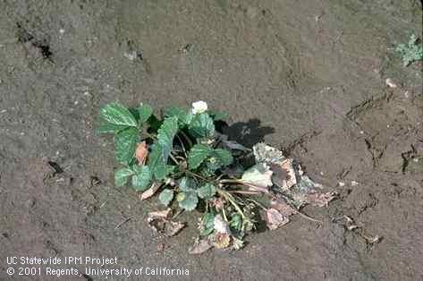 A strawberry plant that has wilted, collapsed, and died due to a crown infection by anthracnose, <i>Colletotrichum acutatum</i>.