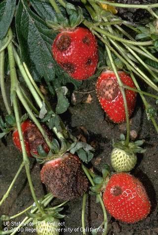 Strawberry fruit with sunken, dark lesions of anthracnose, <i>Colletotrichum acutatum</i>.