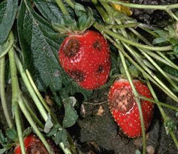 Anthracnose decay lesions on strawberry fruit.