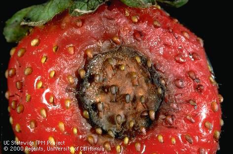 A strawberry fruit with a dark, circular, sunken lesion of anthracnose, <i>Colletotrichum acutatum</i>.