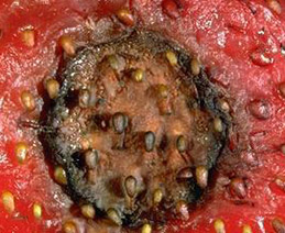 Circular, sunken, anthracnose lesion close-up on a strawberry fruit.