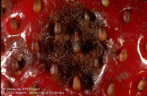 Fruit lesion showing spore masses.