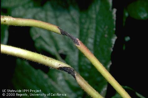 Stem damaged by anthracnose.