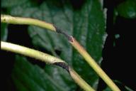 Anthracnose runner lesions