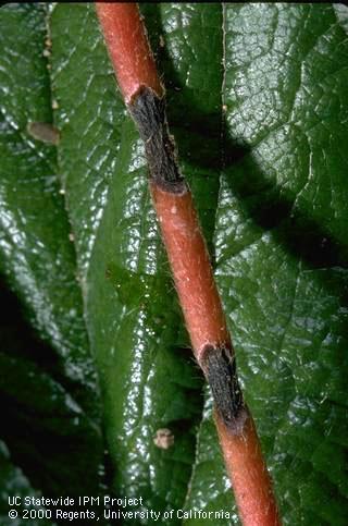 A strawberry runner with dark, sunken lesions of anthracnose, <i>Colletotrichum acutatum</i>.