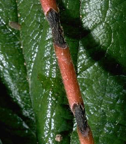 Two, dark, anthracnose lesions on a strawberry runner.