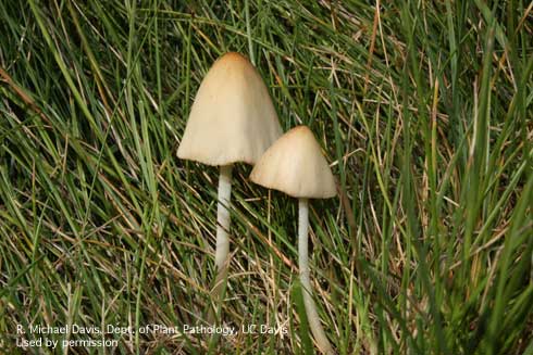 Mushrooms of the common lawn fungus <i>Conocybe albipes.</i>.