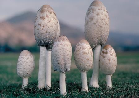 Newly emerged inky cap mushrooms, Coprinus comatus.