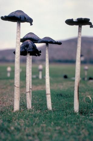 Maturing inky cap mushrooms, Coprinus comatus.