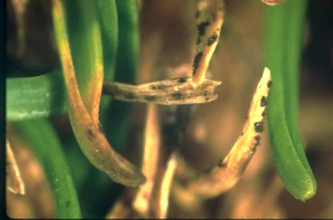 Anthracnose damage to bentgrass and annual bluegrass leaf tips.