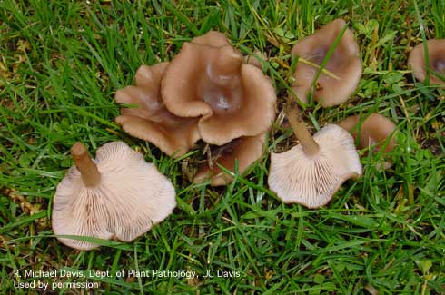 Mushrooms of the common lawn fungus, <i>Clitocybe tarda.</i>.