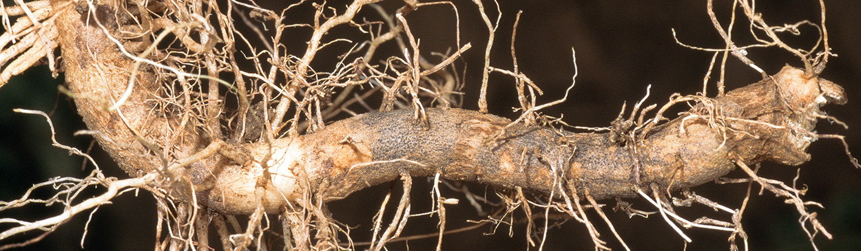 Brown lesion and microsclerotia symptoms of black dot root rot.