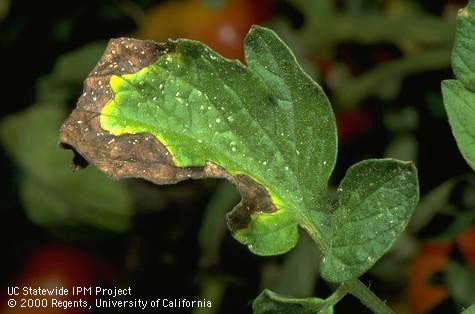 Browning and upward curling of tomato leaflet caused by bacterial canker.