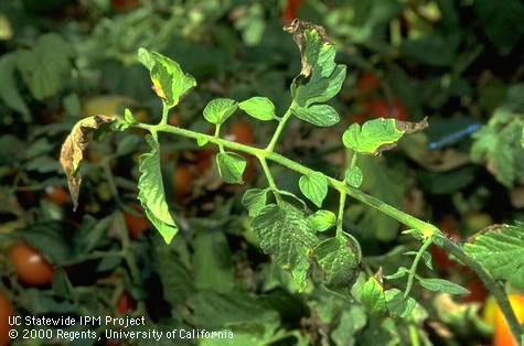 Browning and curling of tomato leaflets caused by bacterial canker.