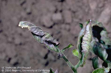 Foliage damaged by curly top.