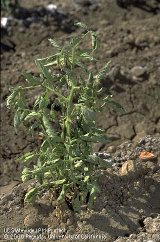 Foliage symptoms of curly top.