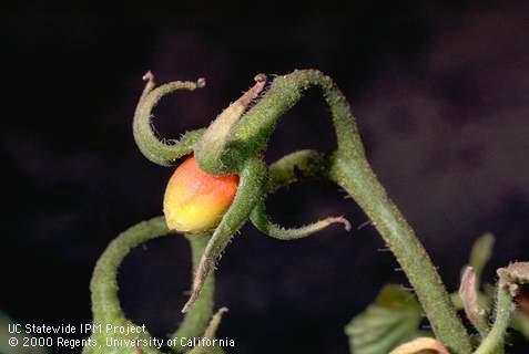 Fruit damaged by curly top.