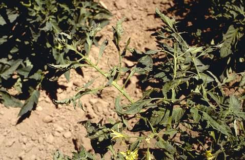 Cucumber mosaic virus causes foliage to be distorted with a mottling of light and dark green.