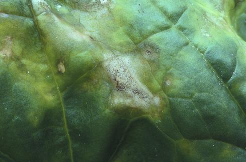 Fruiting bodies (acervuli) of the anthracnose fungus, <I>Colletotrichum dematium.</I>.