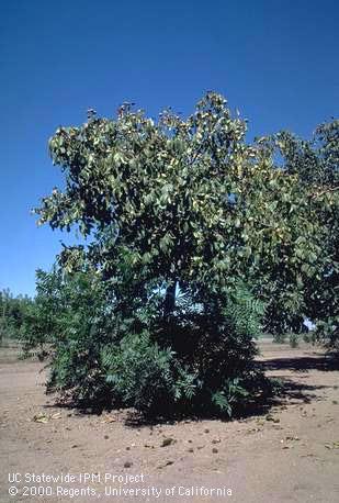 Walnut trees with blackline, <i>Cherry leafroll virus</i>, develop pale foliage and a sparse canopy and produce suckers (shoots) from the rootstock.