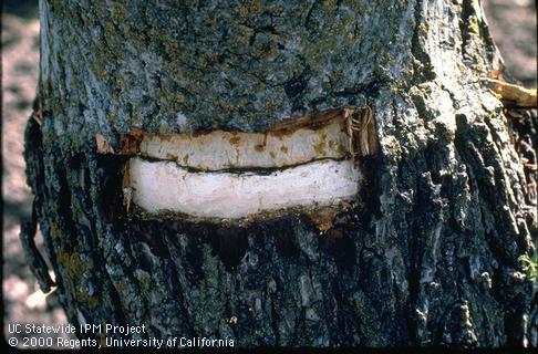 Bark removed from the graft union revealing a dark line that is the characteristic symptom of blackline, <i>Cherry leafroll virus</i>.