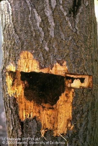 Blackline disease, <i>Cherry leafroll virus</i>, in English walnut on Paradox rootstock spreads from the graft union downward as a canker as shown here by removing bark.