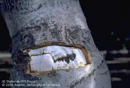 Walnut blackline is characterized by a darkening of tissue at the graft union of English walnut scions on black walnut or Paradox rootstock.