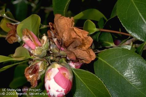 Blossom damaged by camellia petal blight.