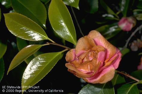 Blossom damaged by camellia petal blight.