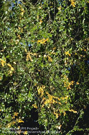 Dead leaves caused by oak twig blight, <i>Cryptocline cinerescens.</i>.