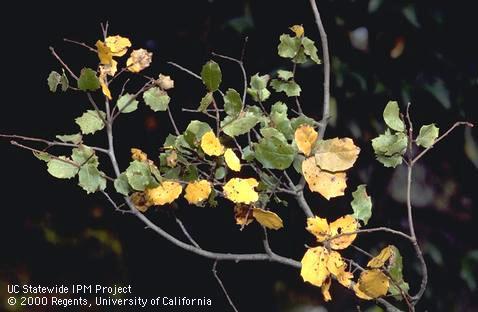 Coast live oak foliage killed by oak twig blight, <i>Cryptocline cinerescens.</i>.