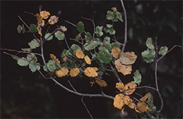 Oak twig blight on coast live oak