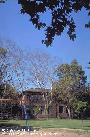 Defoliated, sparsely leafed sycamore dying from sycamore canker, <i>Ceratocystis fimbriata</i> f. sp. <i>platani.</i>.