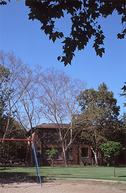 Sparsely leafed sycamores with canker stain