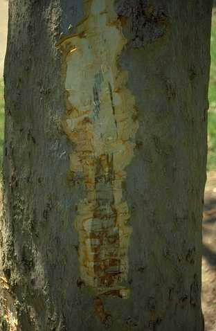 Bark removed to show stained cambium of a sycamore with sycamore canker, <i>Ceratocystis fimbriata</i> f. sp. <i>platani.</i>.