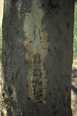 Cambium darkened by canker stain